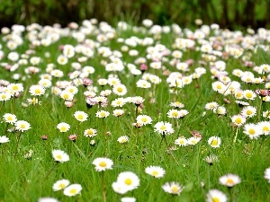 Daisies, many