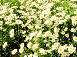 Daisies, many