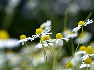 Daisies, Meadow