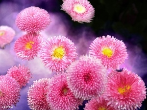 daisies, Pink