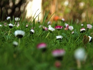 Pink, daisies, White