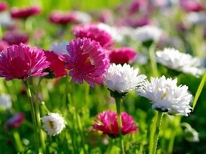 daisies, White, Pink, I