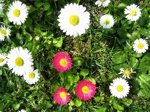 Pink, daisies, White