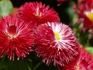 daisies, Red