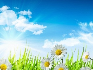 sun, daisies, rays