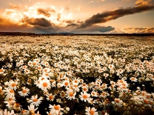 Daisies, car in the meadow