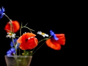 daisies, papavers, Vase, cornflowers