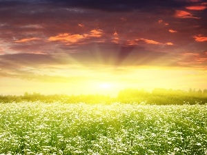 daisies, rays, west, sun