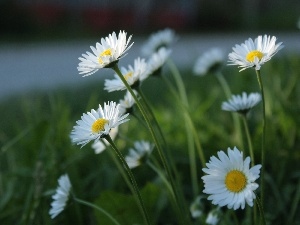 daisies, White