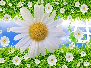 White, Daisy, grass