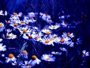 Wildflowers, Chamomile Common, Flowers