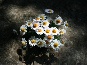 daisies