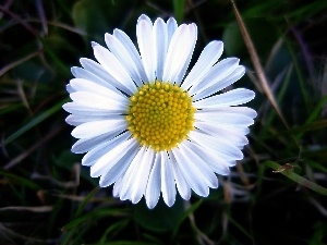 daisy