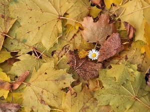 daisy, Leaf, Autumn, dry