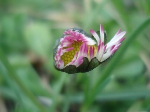 daisy, Blooming