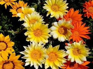 daisy, color