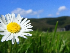 daisy, Meadow, Colourfull Flowers
