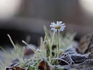daisy, frozen