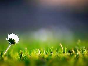 daisy, grass