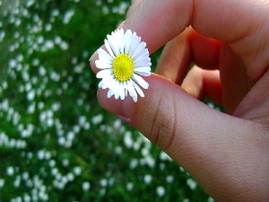 daisy, hand