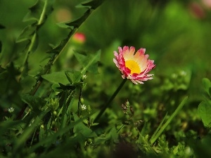 daisy, Pink