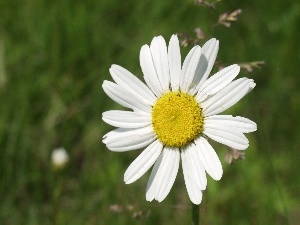 daisy, Spring