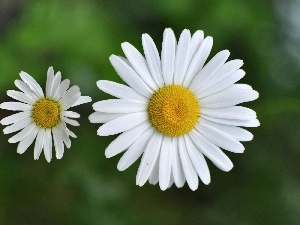 daisy, White