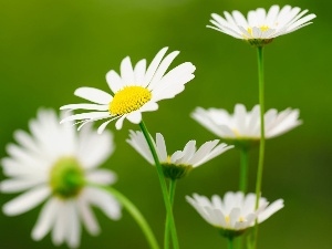 daisy, White