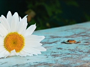 Daisy, White