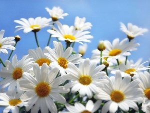 daisy, White