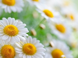 daisy, White
