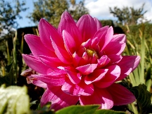 Dalia, Pink, Colourfull Flowers