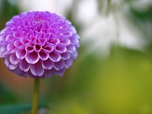 Dalia, Colourfull Flowers, Pink