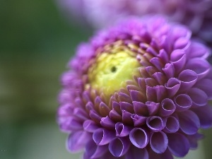 Dalia, Colourfull Flowers, Violet