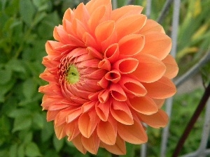 Dalia, Orange