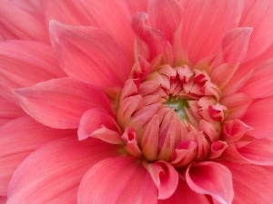 Dalia, Pink