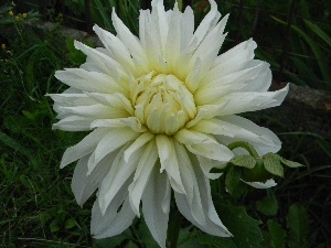 Dalia, White