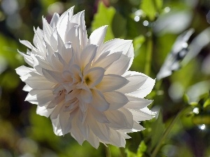 Dalia, White