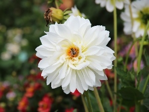 Dalia, White