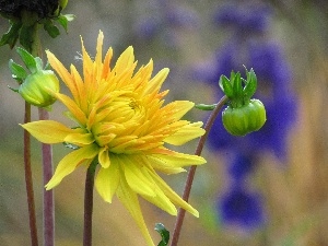 Dalia, Colourfull Flowers, Yellow Honda
