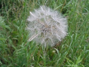 dandelion