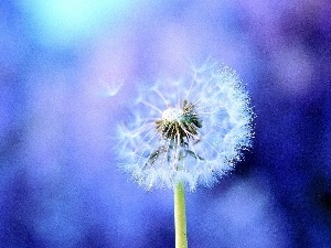 dandelion