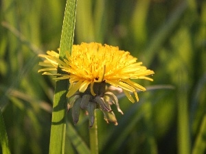 dandelion, grass, Yellow, Colourfull Flowers