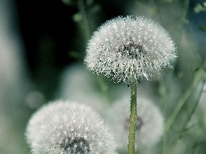 Common Dandelion, dandelions