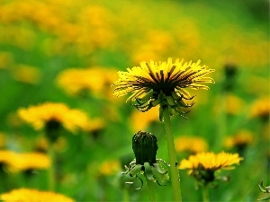 Common Dandelion, dandelions