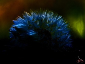 dandelion, Fractalius, Common Dandelion