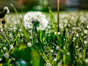 dandelion, grass