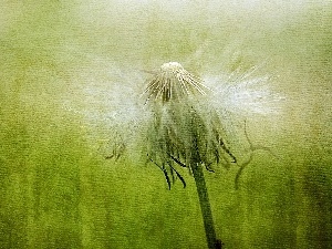 dandelion, picture