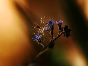 seed, dandelion, Forget