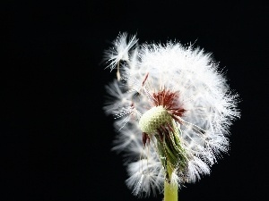 dandelion, White